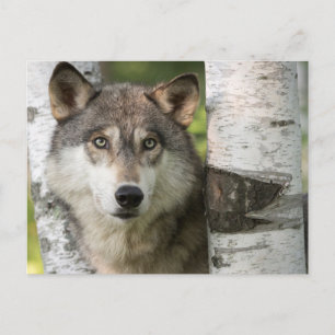 Cartão Postal EUA, Minnesota, Sandstone, Minnesota Wildlife 5