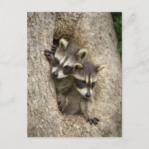 Cartão Postal EUA, Minnesota, Sandstone, Minnesota Wildlife 7