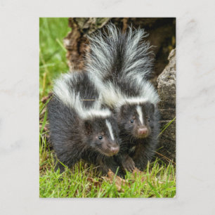 Cartão Postal EUA, Minnesota, Sandstone, Minnesota Willife