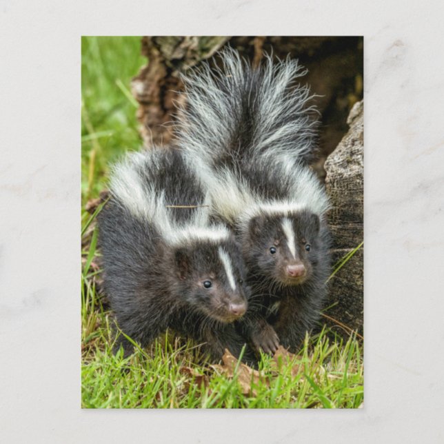 Cartão Postal EUA, Minnesota, Sandstone, Minnesota Willife (Frente)