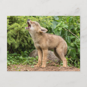 Cartão Postal EUA, Minnesota, Sandstone, Minnesota Willife 2