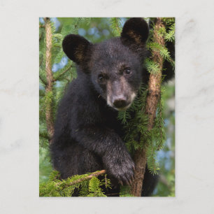 Cartão Postal EUA, Minnesota, Sandstone, Minnesota Willife 8