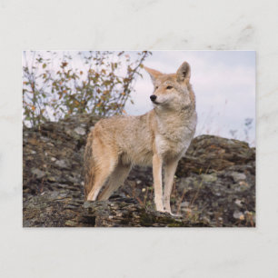 Cartão Postal EUA, Montana, Kalispell. Coyote no Triplo D