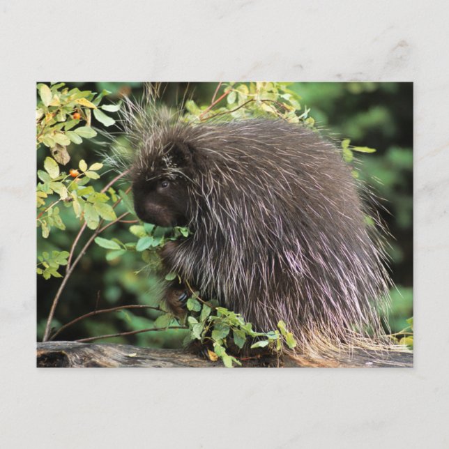 Cartão Postal EUA, Montana, Kalispell. Porcupina e rosa (Frente)