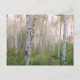 Cartão Postal EUA, New Hampshire. Árvores de bétula na névoa que