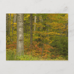 Cartão Postal EUA, New Hampshire, Livermore, White Mountain