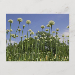 Cartão Postal EUA, Nova Inglaterra, Massachusetts, Boston, 3