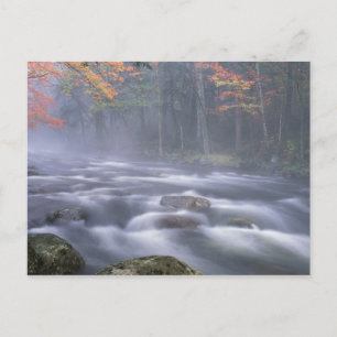 Cartão Postal EUA, Nova Iorque, Adirondacks, Rio Grande Moose