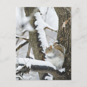 Cartão Postal EUA, Nova York, Nova Iorque, esquilo sentado