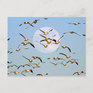 Cartão Postal EUA, Novo México, Bosque del Apache