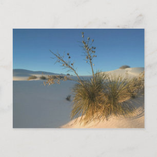 Cartão Postal EUA, Novo México, White Sands National 3