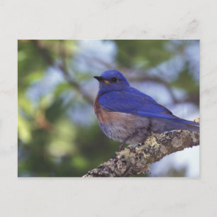 Cartão Postal EUA, Oregon. Bluebird Ocidental masculino