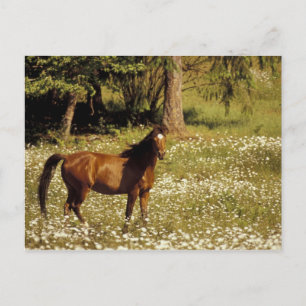 Cartão Postal EUA, Oregon. Cavalo no campo das margaridas