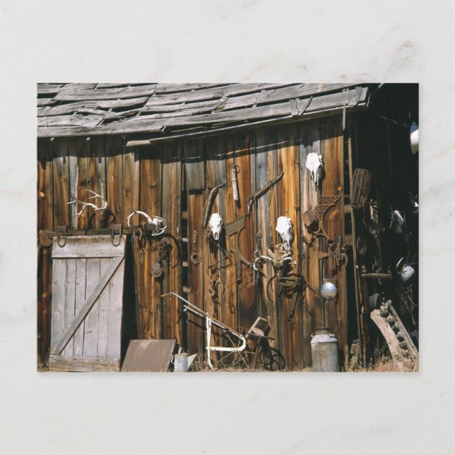 Cartão Postal EUA, Oregon, Harney County. Viva estável (Frente)