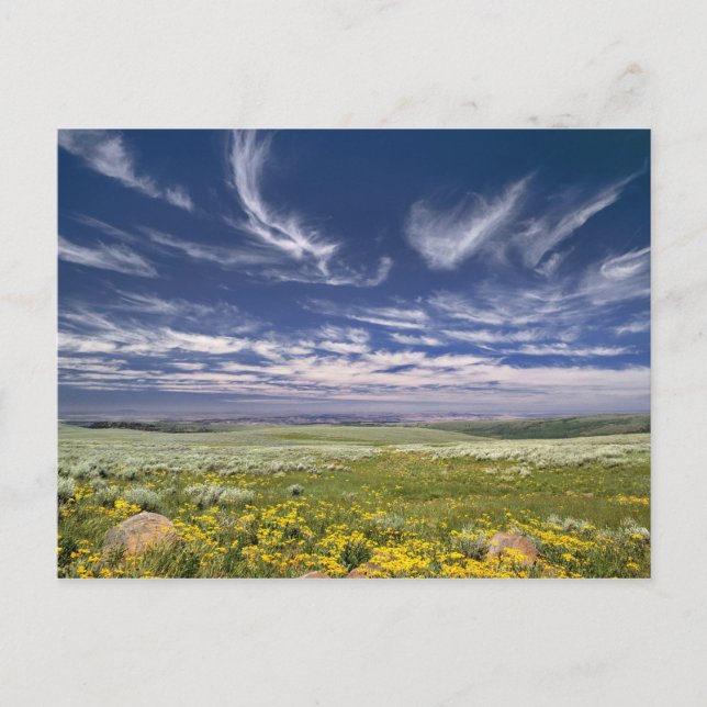 Cartão Postal EUA, Oregon, Montanha Steens. Primavera burgeons (Frente)