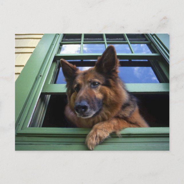 Cartão Postal EUA, Oregon, Portland. Grite o cabelo comprido (Frente)