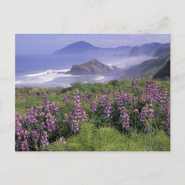 Cartão Postal EUA, Oregon, praia Nesika. Lupine e Oregon (Frente)
