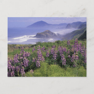 Cartão Postal EUA, Oregon, praia Nesika. Lupine e Oregon