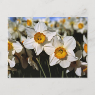 Cartão Postal EUA, Oregon, Vale do Willamette. Narcisos