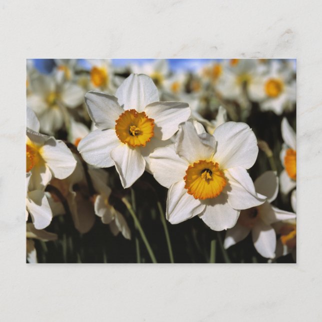 Cartão Postal EUA, Oregon, Vale do Willamette. Narcisos (Frente)