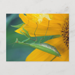 Cartão Postal EUA, Pensilvânia. Louva-a-deus fêmea