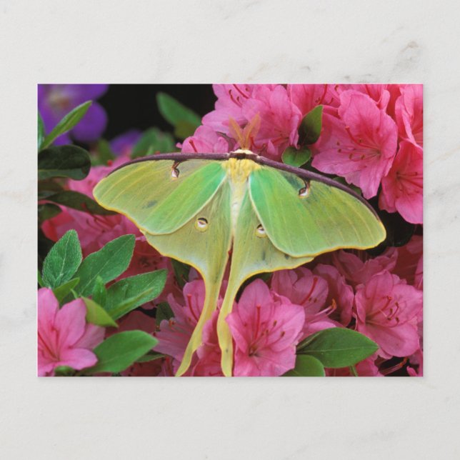 Cartão Postal EUA, Pensilvânia. Luna moth em clematis rosa (Frente)