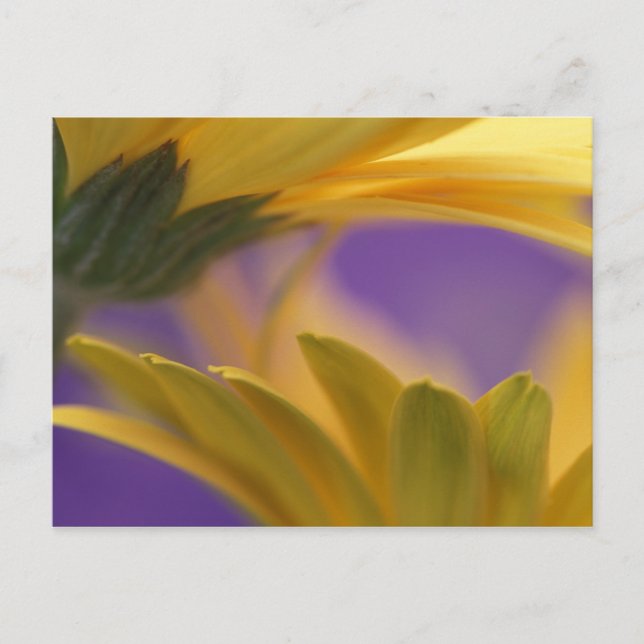 Cartão Postal EUA, Pensilvânia. Yellow Gerbera Daisies, fecha (Frente)