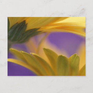 Cartão Postal EUA, Pensilvânia. Yellow Gerbera Daisies, fecha