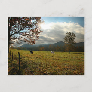 Cartão Postal EUA, Tennessee. Cavalos no Vale de Cades Cove