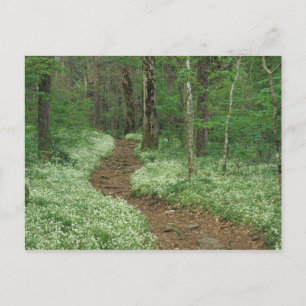 Cartão Postal EUA, Tennessee, Montanhas Enfumaçados Excelentes N