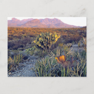 Cartão Postal EUA, Texas, Big Bend NP. Um crepúsculo rosa arenos