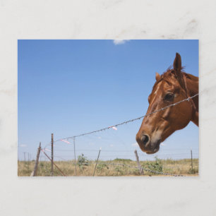 Cartão Postal EUA, Texas, Chillicothe, Cavalo fica ao lado