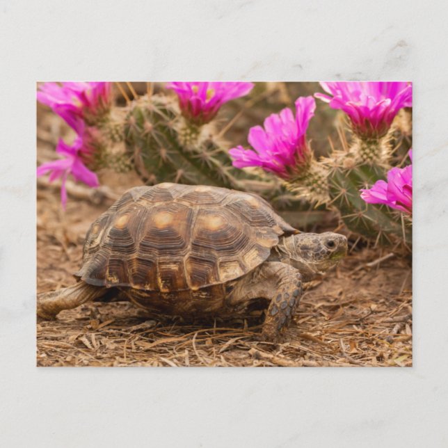 Cartão Postal EUA, Texas, condado de Hidalgo. Tortoise (Frente)