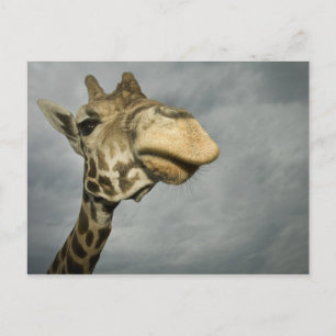 Cartão Postal EUA, Texas, Fossil Rim Wildlife Area, girafa