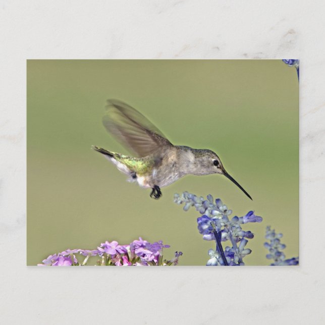 Cartão Postal EUA, Texas, Hill Country. Negros fêmeas (Frente)