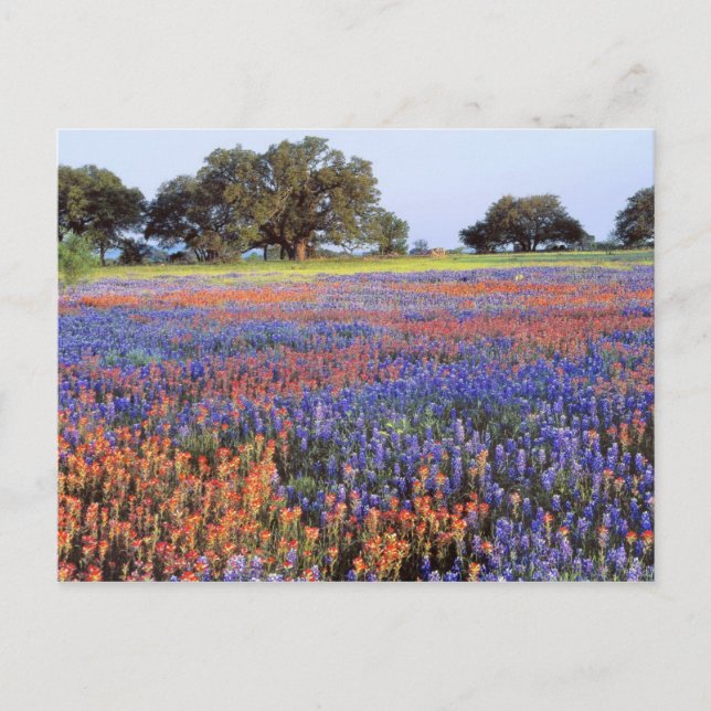 Cartão Postal EUA, Texas, Llano. Bluebonnets e redbonnets (Frente)
