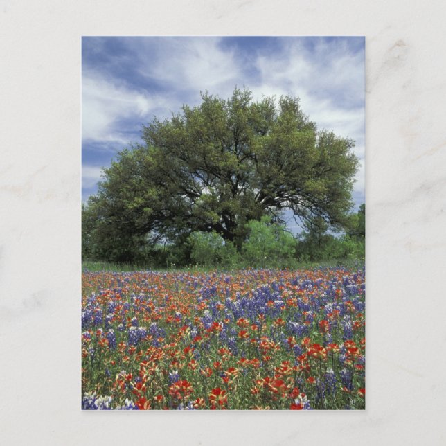 Cartão Postal EUA, Texas, Marble Falls Paintbrush e (Frente)