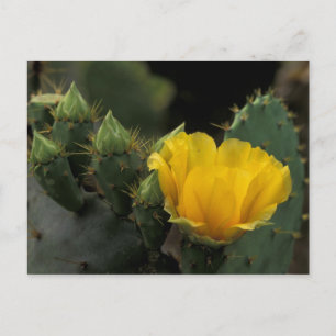 Cartão Postal EUA, Texas, Prickly Pear Cactus florescendo.