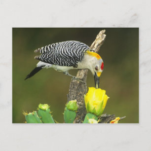 Cartão Postal EUA, Texas, Rio Grande Valley, McAllen. Masculino