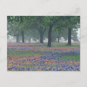 Cartão Postal EUA, Texas, Texas Hill Country Campo expansivo