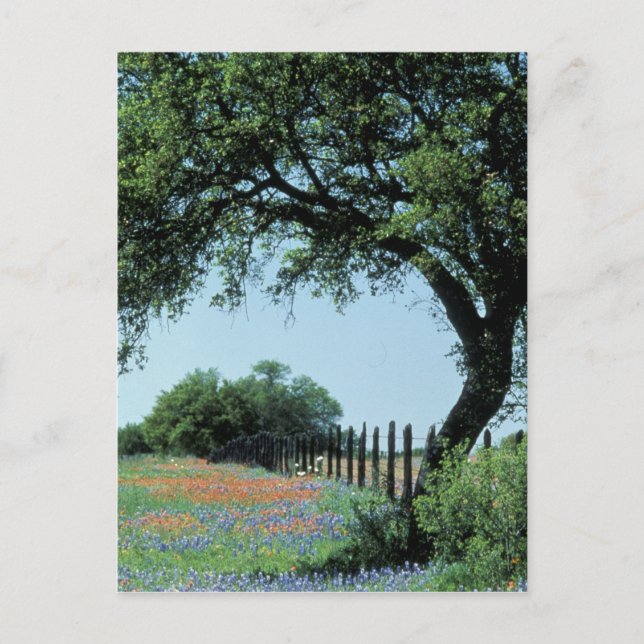 Cartão Postal EUA, Texas, Texas Hill Country Paintbrush e (Frente)