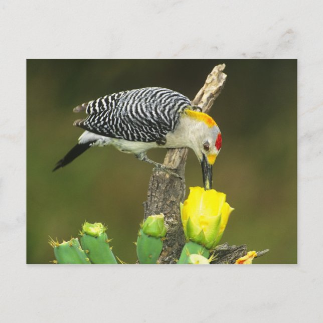 Cartão Postal EUA, Texas, Vale do Rio Grande, McAllen. Masculino (Frente)