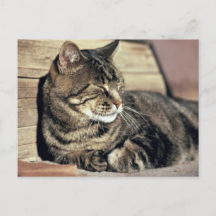 Cartão Postal EUA, Utá, recife NP do Capitólio. Gato de gato
