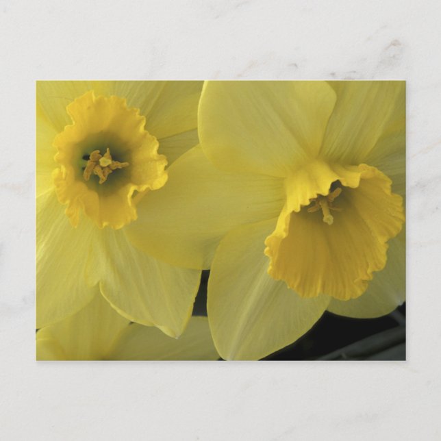 Cartão Postal EUA, Utah, Cache Valley Daffodils (Frente)