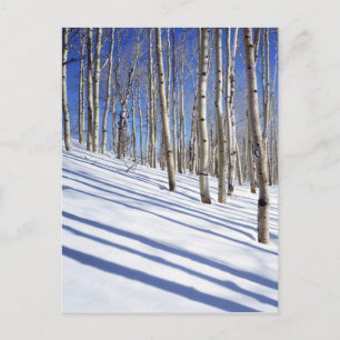 Cartão Postal EUA, Utah, Floresta Nacional Dixie, Aspen Grove