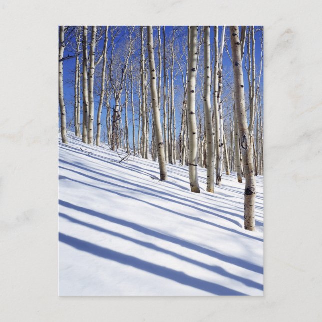 Cartão Postal EUA, Utah, Floresta Nacional Dixie, Aspen Grove (Frente)