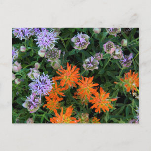 Cartão Postal EUA, Utah, Floresta Nacional Uinta-Wasatch-Cache 3
