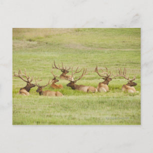 Cartão Postal EUA, Utah, Grupo de Touro Elk (Cervus canadensis)