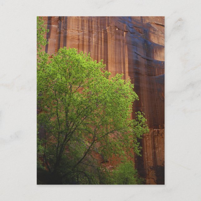 Cartão Postal EUA, Utah, Paria Canyon - Cliff Vermilion (Frente)