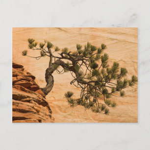 Cartão Postal EUA, Utah, Parque Nacional de Zion. Pinheiro